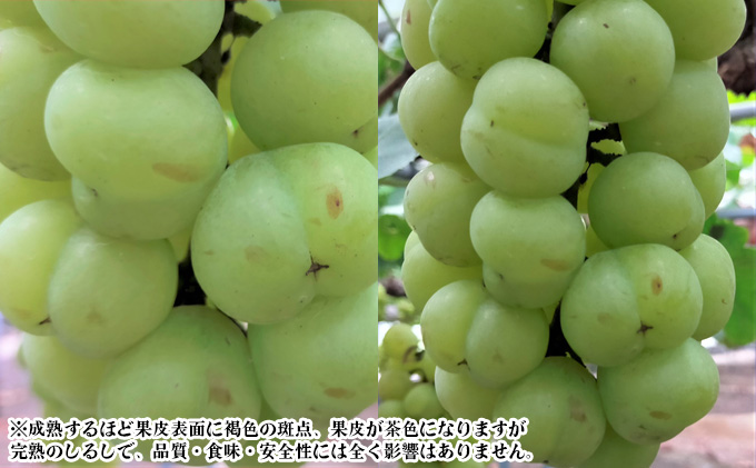 ぶどう 【2026年 早期受付】 桃太郎ぶどう 4房 合計約2kg ブドウ 葡萄 岡山県産 国産 フルーツ 果物 ギフト