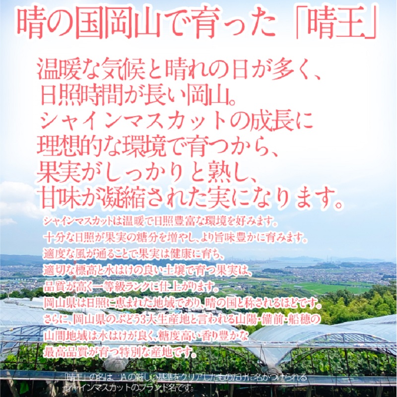 【2026年 予約受付中】 シャインマスカット 晴王 1房約720g 9月～10月出荷/ 岡山県産 種無し 皮ごと食べる みずみずしい フレッシュ 晴れの国 おかやま 果物大国 彩美菜果 [№5735-2115