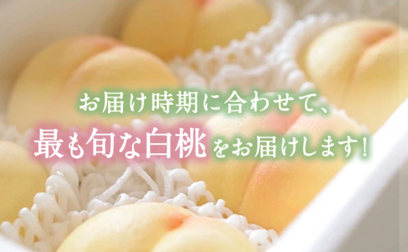 譯 縲2026蟷エ 蜈郁。御コ育エ縲 譎エ繧後ョ蝗ス 縺翫°繧縺セ 縺ョ 逋ス譯 2kg(5邇会ス7邇) 繧ゅb 繝「繝「 蟯。螻ア逵檎肇 蝗ス逕」 繝輔Ν繝シ繝 譫懃黄 繧ョ繝輔ヨ