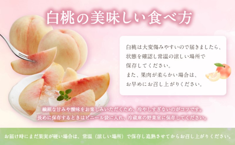 フルーツ 定期便 【2026年 先行予約】 晴れの国 おかやま の 白桃 2kg(5玉～7玉) シャインマスカット 2房 合計1.4kg以上 岡山県産 国産 セット ギフト