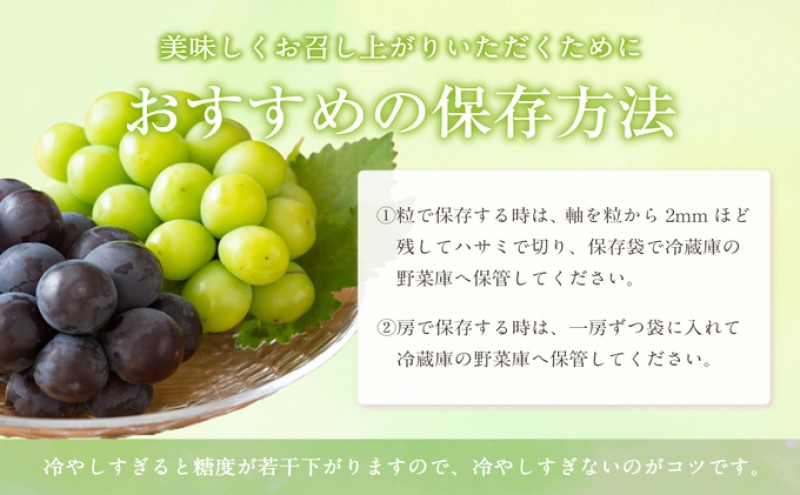 ぶどう 【2026年 先行予約】 晴れの国 おかやま の フルーツ 定期便  葡萄 ニュー ピオーネ シャインマスカット 岡山県産 国産 セット ギフト