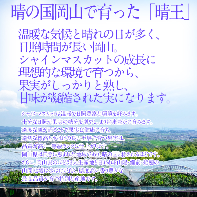 2026年先行予約【2回定期便】 シャインマスカット晴王1房 約600g 7月8月に出荷 人気 岡山県産 種無し 皮ごと食べる みずみずしい フレッシュ 晴れの国 おかやま 果物大国 ハレノフルーツ