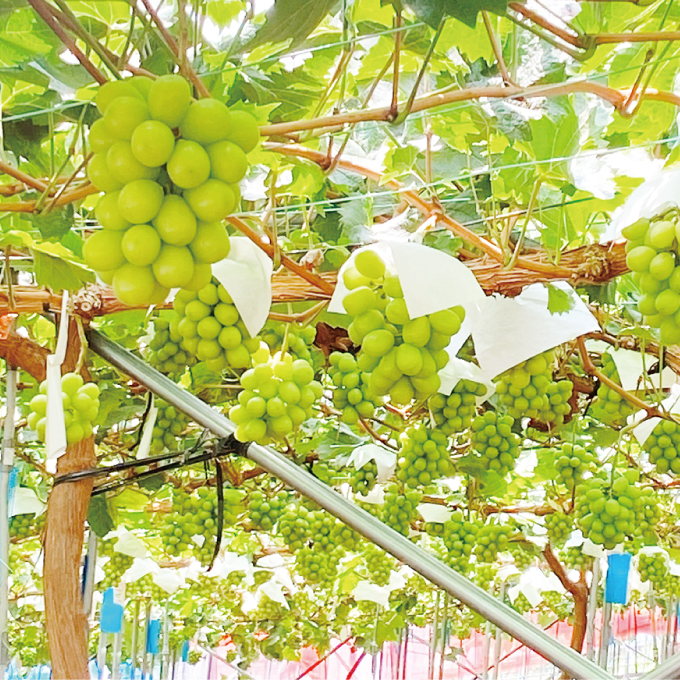 2026年先行予約【2回定期便】 シャインマスカット晴王1房 約600g 7月8月に出荷 人気 岡山県産 種無し 皮ごと食べる みずみずしい フレッシュ 晴れの国 おかやま 果物大国 ハレノフルーツ