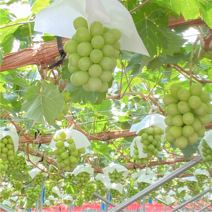 2026年 先行予約受付中 シャインマスカット晴王 2房 約1.1kg 岡山県産 種無し 皮ごと食べる みずみずしい 甘い フレッシュ 瀬戸内 晴れの国 おかやま 果物大国 ハレノフルーツ