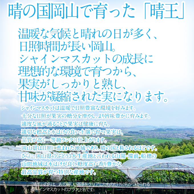 2026年 先行予約受付中 シャインマスカット晴王 2房 約1.4kg 岡山県産 種無し 皮ごと食べる みずみずしい 甘い フレッシュ 瀬戸内 晴れの国 おかやま 果物大国 ハレノフルーツ
