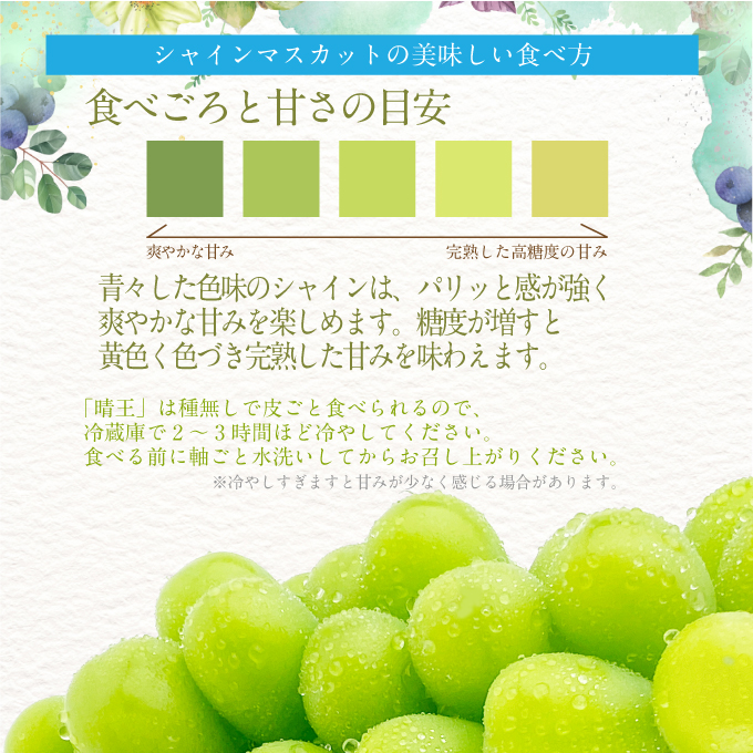 2026年 先行先行予約【2回定期便】シャインマスカット晴王約2kg(3～5房) 岡山県産 種無し 皮ごと食べる みずみずしい 甘い フレッシュ 瀬戸内 晴れの国 おかやま 果物大国 ハレノフルーツ9月10月お届け