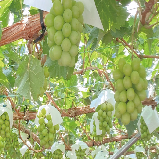 縲仙ョ壽悄萓ソ 蜈ィ2蝗槭 縺カ縺ゥ縺 2026蟷エ 蜈郁。御コ育エ 9譛医サ10譛育匱騾 繧キ繝」繧、繝ウ繝槭せ繧ォ繝繝 譎エ邇 1謌ソ 邏600g 繝悶ラ繧ヲ 闡。關 蟯。螻ア逵檎肇 蝗ス逕」 繝輔Ν繝シ繝 譫懃黄 繧ョ繝輔ヨ