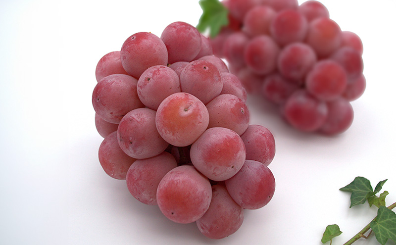 ぶどう 2026年 先行予約 シャインマスカット ＆ クイーンニーナ 各1房 約1.2kg ブドウ 葡萄 岡山県産 国産 フルーツ 果物 直送！せとうちバスケット