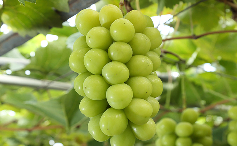 フルーツ 定期便 2026年 先行予約 晴れの国 岡山 の 定期フルーツ定期便 3回コース 桃 もも 葡萄 ブドウ 岡山県産 国産 セット ギフト