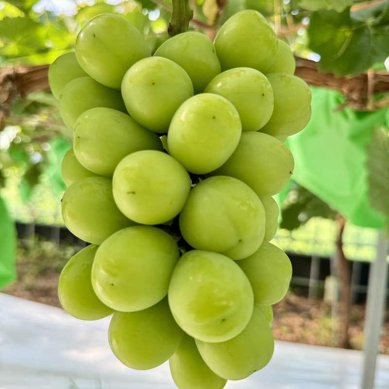 ã¶ã©ã 2026幎 å
è¡äºçŽ ã¶ã©ã 話é¡ã®åçš® å¯å£«ã®èŒïŒãã ããã®ã·ã£ã€ã³ãã¹ã«ãã èŽçã©ã³ã¯ åèšçŽ1.4kg ãã㊠è¡è 岡山çç£ åœç£ ãã«ãŒã æç© ã®ãã ã Nini farm 蟲家 çŽé ã