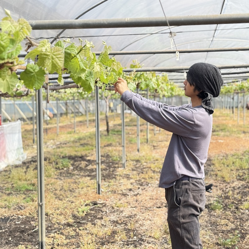 ã¶ã©ã 2026幎 å
è¡äºçŽ ã¶ã©ã 話é¡ã®åçš® å¯å£«ã®èŒïŒãã ããã®ã·ã£ã€ã³ãã¹ã«ãã èŽçã©ã³ã¯ åèšçŽ1.4kg ãã㊠è¡è 岡山çç£ åœç£ ãã«ãŒã æç© ã®ãã ã Nini farm 蟲家 çŽé ã