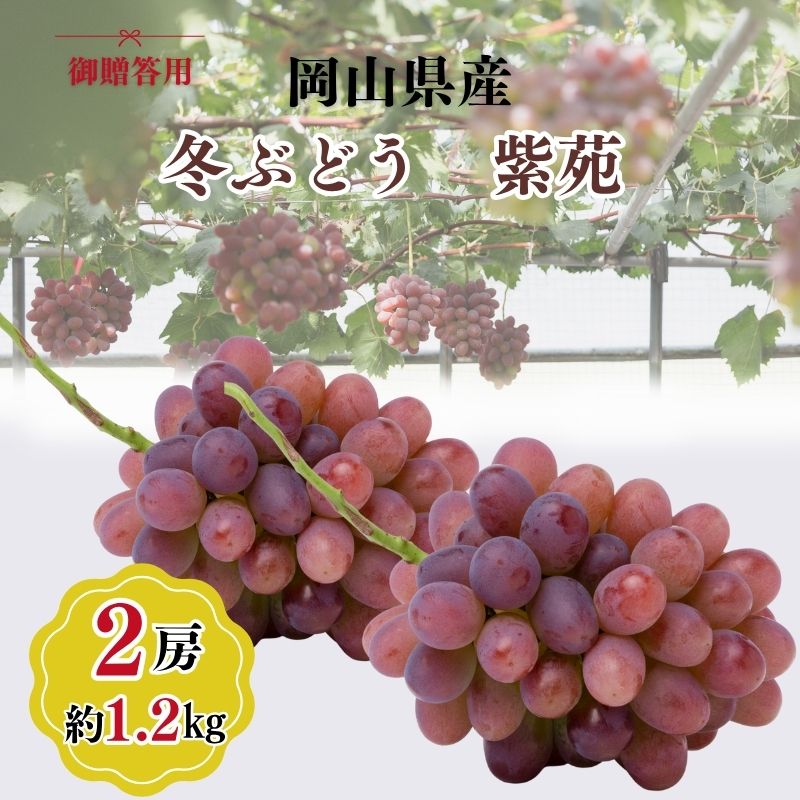 希少品種 御贈答用 岡山県産 冬ぶどう 紫苑 2房入り(1.2kg以上) ぶどう ブドウ 葡萄 フルーツ 果物 岡山 瀬戸内市