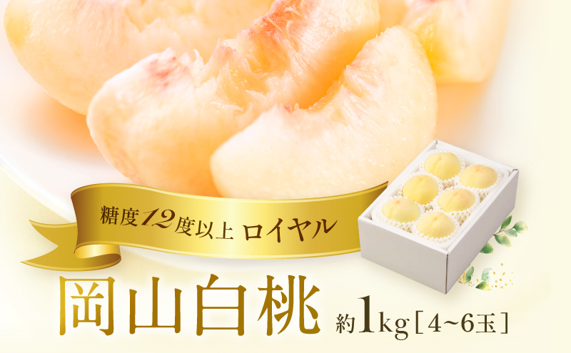 桃 2026年 先行予約 岡山 白桃 ロイヤル  約1kg 4〜6玉 JAおかやまのもも（早生種・中生種） もも モモ 岡山県産 国産 フルーツ 果物 ギフト 