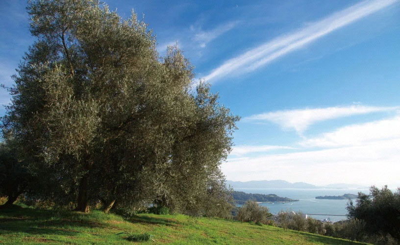 縲宣ォ伜ウカ螻矩∈螳壼刀縲第律譛ャ繧ェ繝ェ繝シ繝 譛画ゥ滓ス蝓ケ 繧ィ繧ュ繧ケ繝医Λ繝舌シ繧ク繝ウ 繧ェ繝ェ繝シ繝悶が繧、繝ォ 180gテ3譛ャ