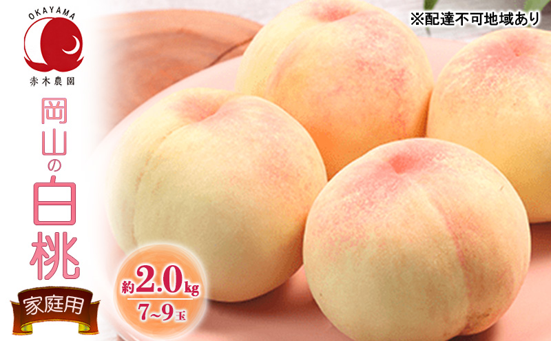 桃 2026年 先行予約 ご家庭用 岡山の白桃 約2.0kg 7～9玉 白桃 もも モモ フルーツ 果物  国産 赤木農園