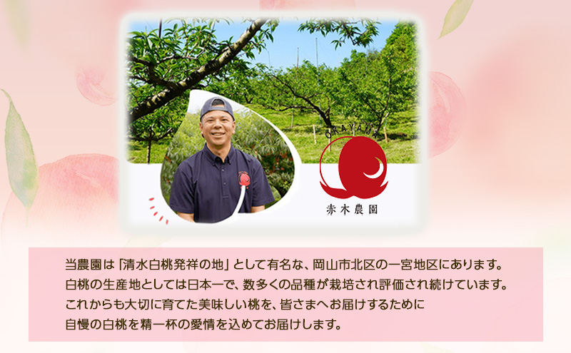 桃 2026年 先行予約 贈答用 岡山の白桃 約900g 3玉 白桃 もも モモ フルーツ 果物  国産 赤木農園
