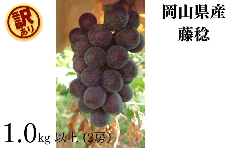 訳あり  藤稔 2房 合計1.0kg以上 産地直送 朝採れ ぶどう 葡萄 岡山 Kawahara Green Farm 2026年 先行予約