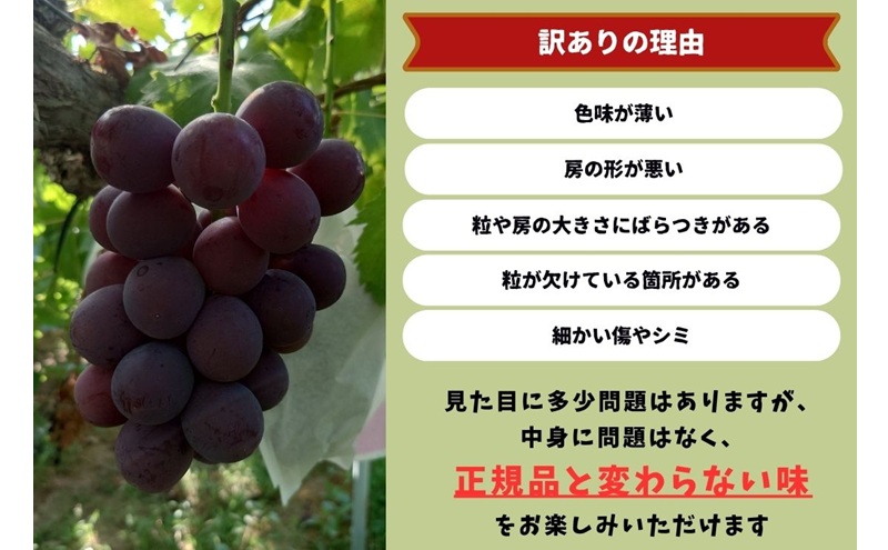 èš³ãã è€çš 2æ¿ åèš1.0kgä»¥äž ç£å°çŽé ææ¡ã ã¶ã©ã è¡è 岡山 Kawahara Green Farm 2026幎 å
è¡äºçŽ