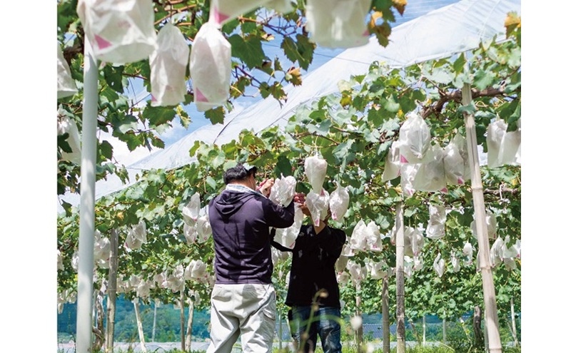 èš³ãã è€çš 2æ¿ åèš1.0kgä»¥äž ç£å°çŽé ææ¡ã ã¶ã©ã è¡è 岡山 Kawahara Green Farm 2026幎 å
è¡äºçŽ