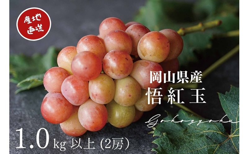 ぶどう 悟紅玉 旧ゴルビー 2房 合計1.0kg以上 産地直送 朝採れ ぶどう 葡萄 シャイン マスカット 岡山 Kawahara Green Farm 2026年 先行予約