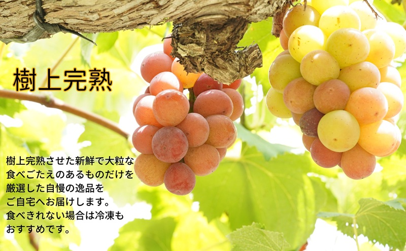 ぶどう 悟紅玉 旧ゴルビー 2房 合計1.0kg以上 産地直送 朝採れ ぶどう 葡萄 シャイン マスカット 岡山 Kawahara Green Farm 2026年 先行予約