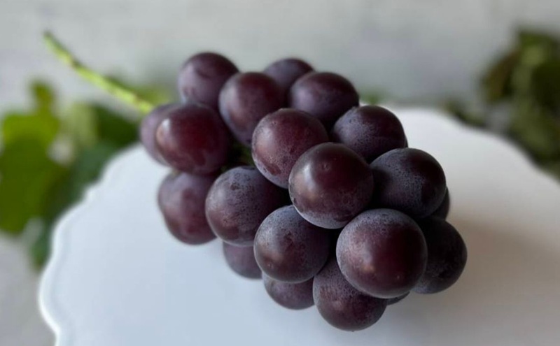 ã¶ã©ã è€çš 2æ¿ åèš1.0kgä»¥äž ç£å°çŽé ææ¡ã ã¶ã©ã è¡è ã·ã£ã€ã³ ãã¹ã«ãã 岡山 Kawahara Green Farm 2026幎 å
è¡äºçŽ