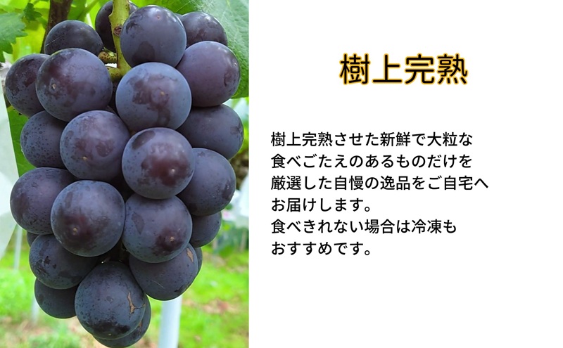 ぶどう 藤稔 2房 合計1.0kg以上 産地直送 朝採れ ぶどう 葡萄 シャイン マスカット 岡山 Kawahara Green Farm 2026年 先行予約