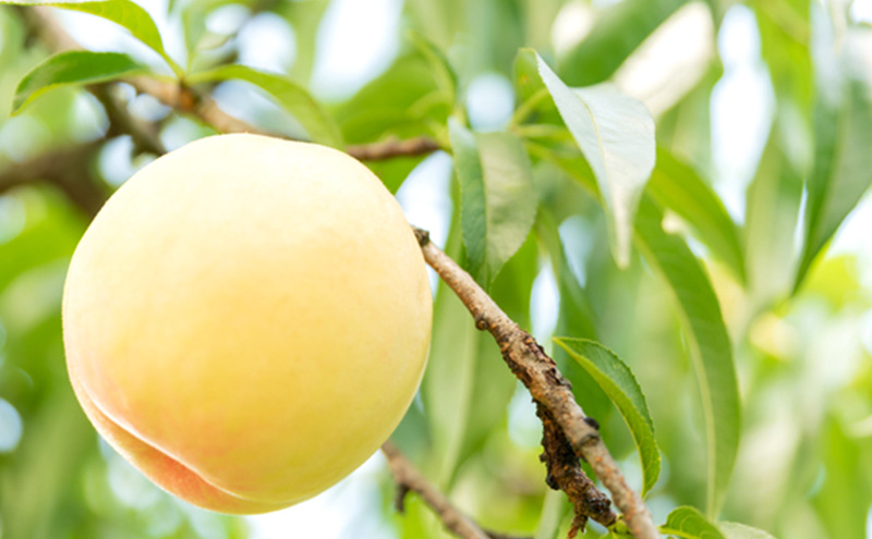 æ¡ 2026幎 å
è¡äºçŽ å²¡å±±ã®çœæ¡ 3ç çŽ1kg èŽççš ãã ã¢ã¢ çœæ¡ å²¡å±±çœæ¡ 岡山çç£ åœç£ ãã«ãŒã æç© ã®ãã èŽãç© æšªæšèŸ²å ã¹ã€ãŒã