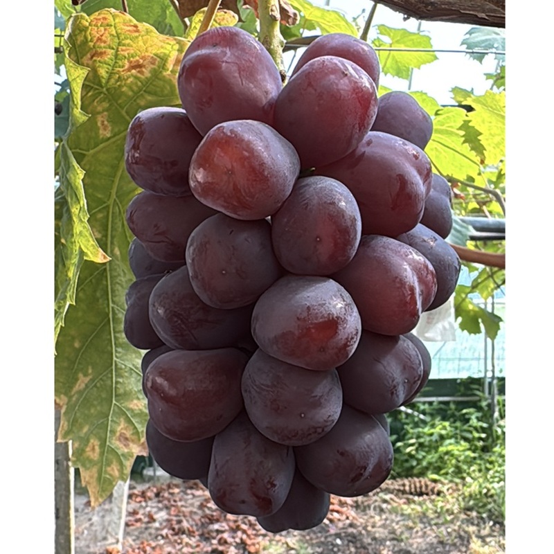 ã¶ã©ã 2026幎 å
è¡äºçŽ è©±é¡ã®åçš® å¯å£«ã®èŒ 1æ¿è©°ã ç¹ç§ã©ã³ã¯ 800gä»¥äž ç¹ç§ è¡è 岡山çç£ åœç£ ãã«ãŒã æç© ã®ãã ã Nini farm 蟲家 çŽé ã