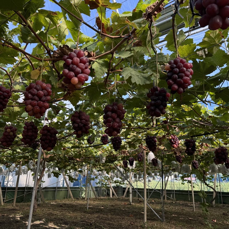 ã¶ã©ã 2026幎 å
è¡äºçŽ è©±é¡ã®åçš® å¯å£«ã®èŒ 1æ¿è©°ã ç¹ç§ã©ã³ã¯ 800gä»¥äž ç¹ç§ è¡è 岡山çç£ åœç£ ãã«ãŒã æç© ã®ãã ã Nini farm 蟲家 çŽé ã