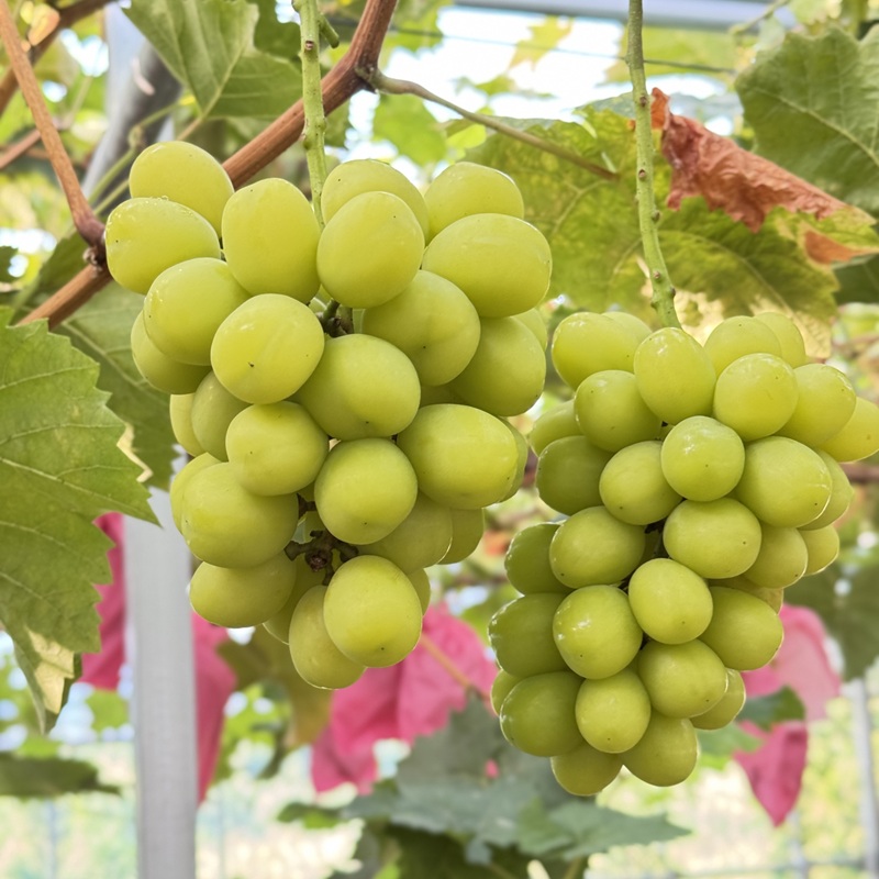 ぶどう 2026年 先行予約 農家こだわりの シャイン マスカット ＆ オーロラブラック 2房 合計約1.0kg 贈答クラス 葡萄 岡山県産 国産 フルーツ 果物 ギフト 【 Nini farm 農家 直送 】