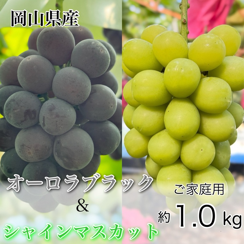 ぶどう 2026年 先行予約 農家こだわりの シャイン マスカット ＆ オーロラブラック 2房 合計約1.0kg ご家庭用クラス 葡萄 岡山県産 国産 フルーツ 果物 ギフト 【 Nini farm 農家 直送 】