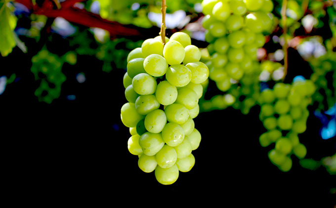 ぶどう 2026年 先行予約 シャイン マスカット 桐箱 1房入り 800g以上 ブドウ 葡萄  岡山県産 国産 フルーツ 果物 ギフト 内藤ぶどう園 果物類 シャインマスカット