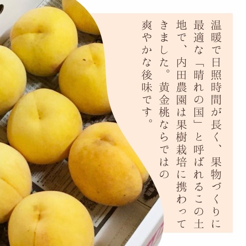 2026年 先行予約 岡山県産 黄色い桃 匠の黄金桃 3kg箱 6〜9玉 内田農園 桃 果物 もも