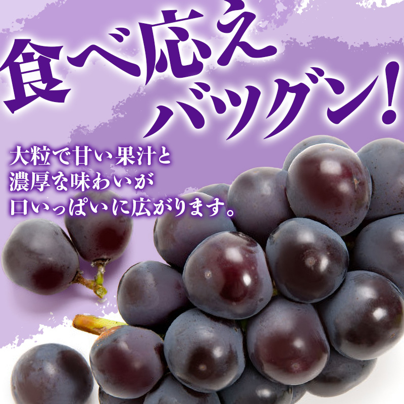 ã2026幎å
è¡åä»ã çœæ¡ ãã¥ãŒããªãŒã çŽ1.2kg ã»ãã æ¡ 2ç ã¶ã©ã 1æ¿ å²¡å±±çç£ åŸ¡äžå
ã®ãã 埡瀌 ãã¬ãŒã³ã 埡瀌 åŸ¡ç¥ åŸ¡äŸ æç© ãã ãã® ãã«ãŒã ãã ã¢ã¢ è¡è ãããŠ