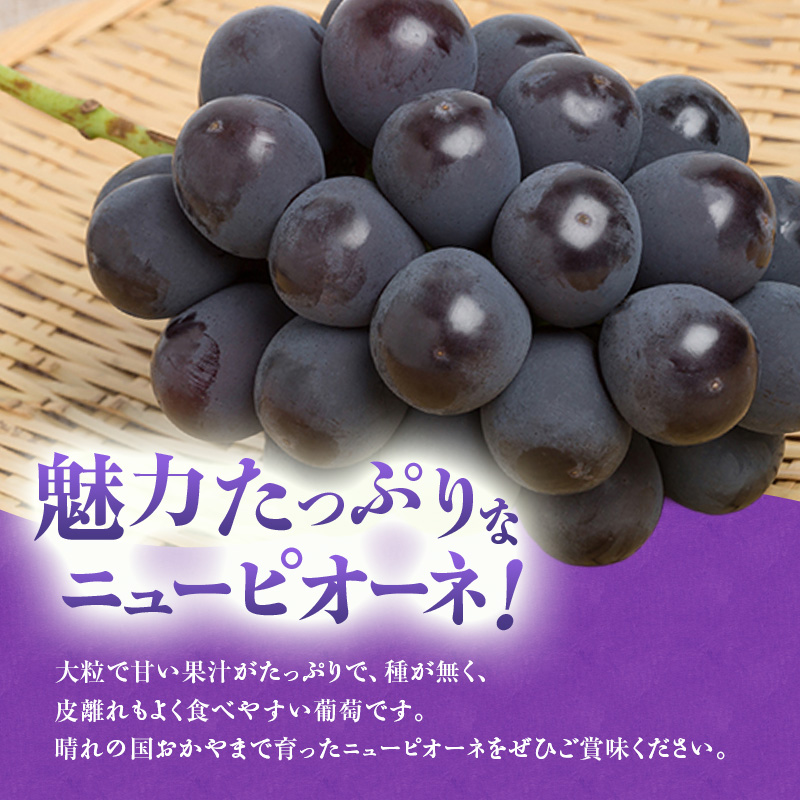 【2026年先行受付】 ぶどう ニューピオーネ 秀品 約2kg(3～5房) 岡山県産 ぶどう 葡萄 ブドウ ギフト 御礼 プレゼント 御礼 御祝 御供 果物 くだもの フルーツ
