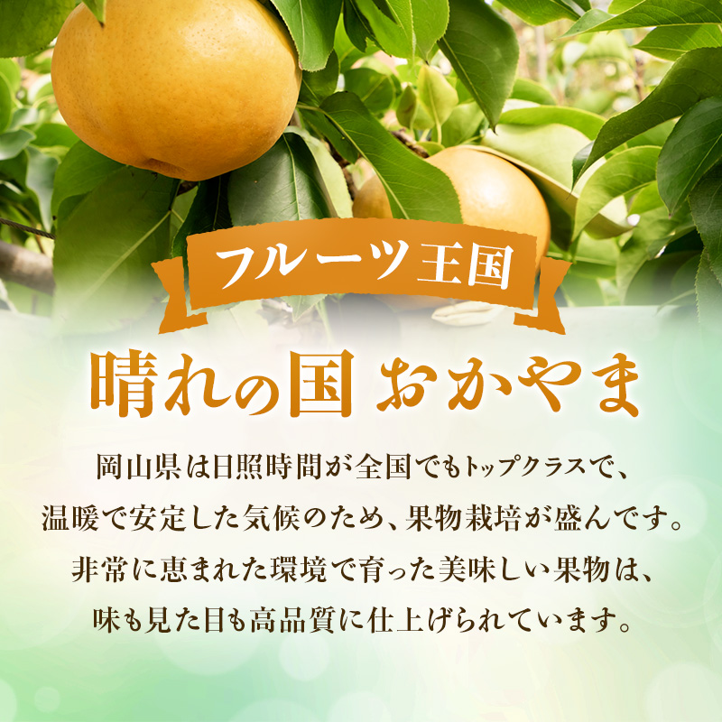 ã2026幎å
è¡åä»ã 梚 ãããæ¢š ç§å çŽ4kg(3ïœ6ç) 岡山åç£ æ¥æ¬äžå€§ããªæ¢š ãªã ãã· ãæ³æ® ã®ãã 埡瀌 ãã¬ãŒã³ã 埡瀌 åŸ¡ç¥ åŸ¡äŸ æç© ãã ãã® ãã«ãŒã