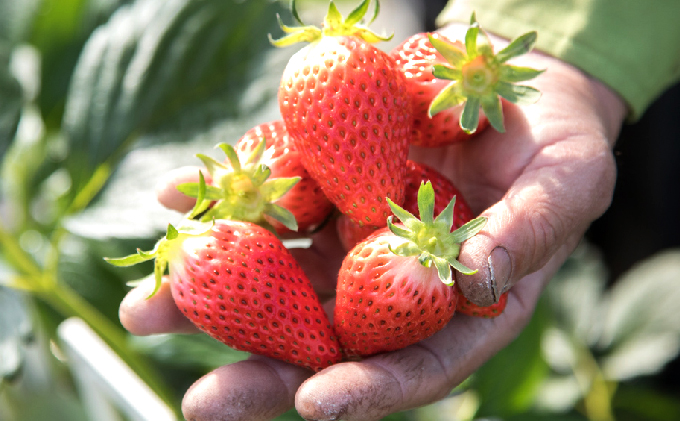 メリーベリー 章姫 いちご 約1.2kg（約300g×4パック）【配達不可：北海道・東北・新潟・沖縄・離島】 苺 イチゴ 果物類 フルーツ 