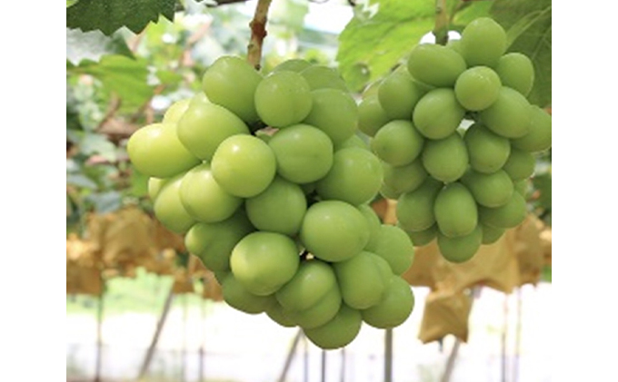 ã¶ã©ã æ©æåä» æ¥µäžè¿œç ã·ã£ã€ã³ ãã¹ã«ãã 1æ¿ 650gä»¥äž ãå
æãæ¡ç®±å
¥ã ãã㊠è¡è 岡山çç£ åœç£ ãã«ãŒã æç© ã®ãã æ¡èå®è æç©é¡