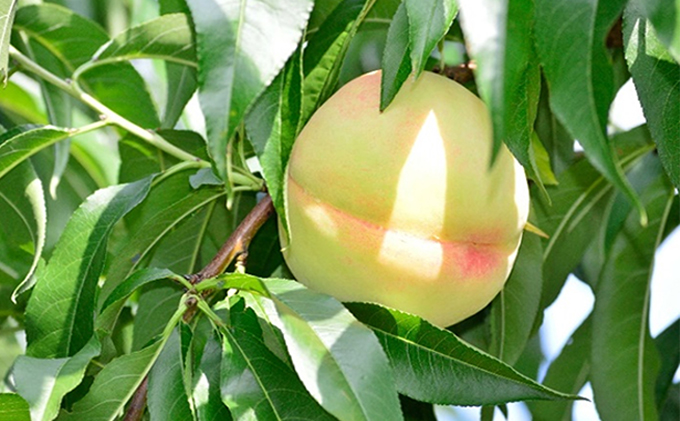 繧シ繝ェ繝シ鬟イ譁 謨キ蟲カ蝣 鬟イ繧 蟯。螻ア貂豌エ逋ス譯繧ク繝・繝ャ 6譛ャ蜈・ 繧ク繝・繝シ繧ケ 譫懈ア 譫懷ョ滄」イ譁 驥手除鬟イ譁 蟯。螻ア逵檎肇