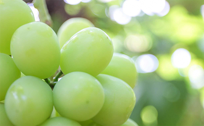 ぶどう 2026年 先行予約 モリ旬 シャイン マスカット 晴王 約700g×1房 ブドウ 葡萄  岡山県産 国産 フルーツ 果物 ギフト 果物類 シャインマスカット 