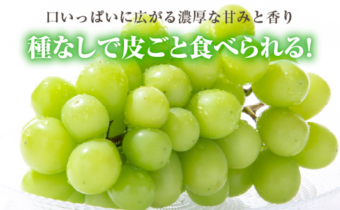 ã¶ã©ã 2026幎 å
è¡äºçŽ ã·ã£ã€ã³ ãã¹ã«ãã 1æ¿ çŽ500g ãã㊠è¡è 岡山çç£ åœç£ ãã«ãŒã æç© ã®ãã