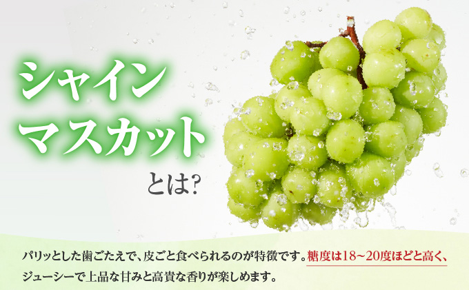 ã¶ã©ã 2026幎 å
è¡äºçŽ ã·ã£ã€ã³ ãã¹ã«ãã 1æ¿ çŽ500g ãã㊠è¡è 岡山çç£ åœç£ ãã«ãŒã æç© ã®ãã