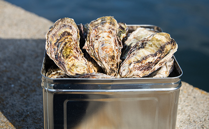 ç¡è £ 2026幎å
è¡äºçŽ ã¢ãªæ¬ ç¡è £ åæçŒ¶ æ®»ä»ã çŽ5ïœ6kgïŒçŽ45ïœ60åïŒ å²¡å±±ç ç¬æžå
åž è«æç£ éä»é¡ ã«ã ãã