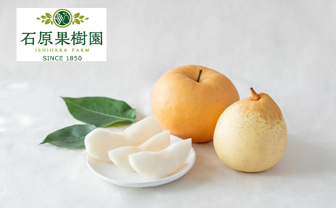 梨 2025年 先行予約 あたご梨・鴨梨（ヤーリー）詰合せ あたご1～2玉 鴨梨2玉 合計約2kg 贈答箱【11月下旬～12月中旬頃発送】 ナシ なし 岡山県産 国産 フルーツ 果物 ギフト 石原果樹園