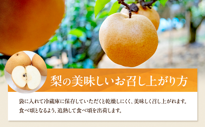 梨 2026年 先行予約 あたご梨  2玉 (1玉 約950g) 化粧箱【11月下旬～12月中旬頃発送】 ナシ なし 岡山県産 国産 フルーツ 果物 ギフト 石原果樹園