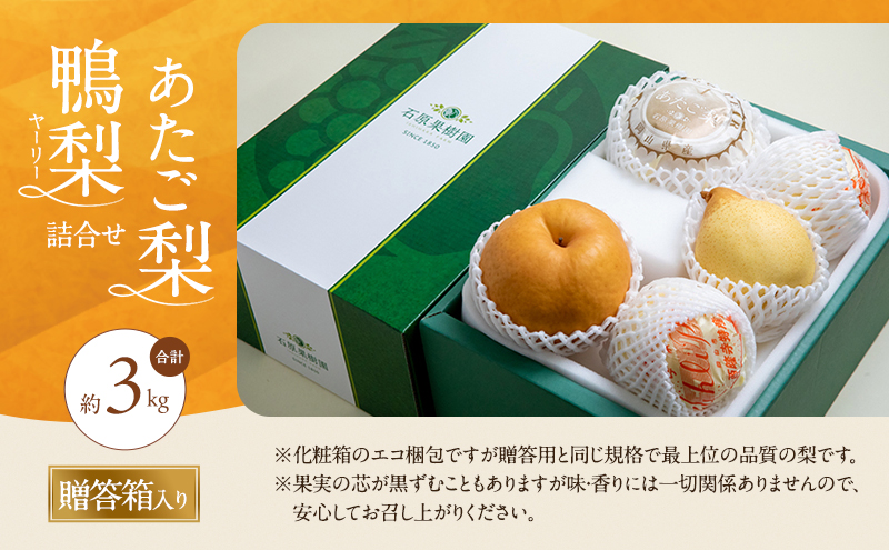 梨 2026年 先行予約 あたご梨・鴨梨（ヤーリー）詰合せ 合計約3kg あたご1～3玉 鴨梨3～5玉 贈答箱【11月下旬～12月中旬頃発送】 ナシ なし 岡山県産 国産 フルーツ 果物 ギフト 石原果樹園