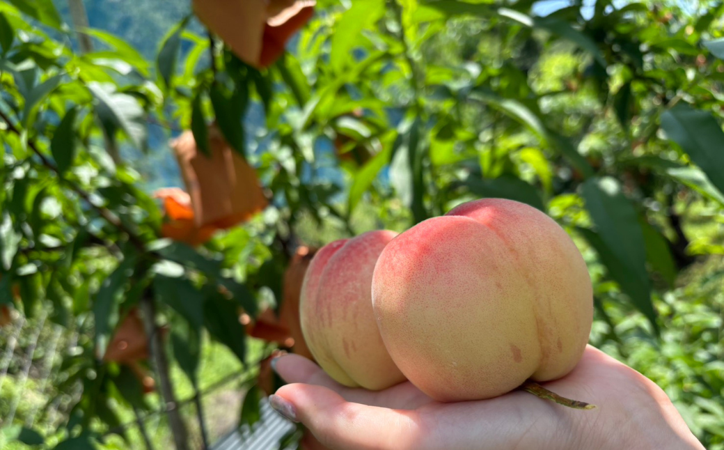 ãå
è¡åä»ã岡山çç£çœæ¡2kgïŒåçš®ããŸããïŒ | 岡山çç£ æ¡ çœé³³ ããããŸå€¢ çœéºå·äžå³¶çœæ¡ çœæ¡ãã«ãŒã æç© é«çŽãã«ãŒã 岡山 æ¡ ãåãå¯ã ç£å°çŽé åœç£ãã«ãŒã äººæ° æ°ééå® æ¬ã®æç© çã ãžã¥ãŒã·ãŒ è³é ã¿ãã¿ããã ãã å
è¡äºçŽ