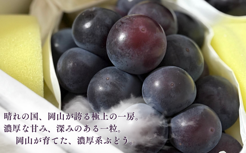 【先行受付】 岡山県産 オーロラブラック 1kg（2房） | オーロラブラック ぶどう 葡萄 岡山県産 国産フルーツ 果物 大粒ぶどう 種なし 甘い ジューシー 旬の果物 フルーツ お取り寄せ 産地直送 人気 数量限定 先行予約 果実