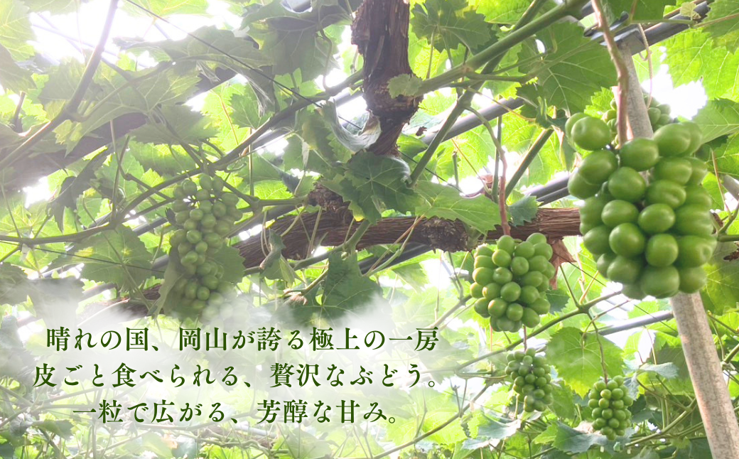 【先行受付】 シャインマスカット1kg | 岡山県産 シャインマスカット ぶどう 葡萄 甘い ジューシー フルーツ 果物 国産フルーツ 旬の果物 お取り寄せ 産地直送 人気 数量限定 先行予約 マスカット